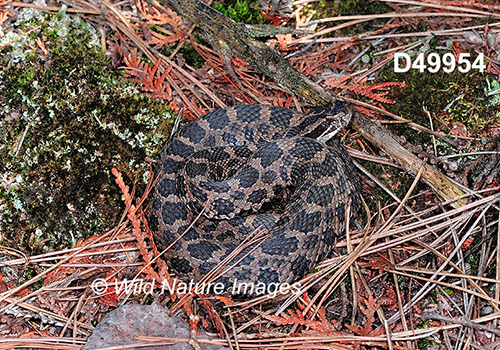 Sistrurus catenatus
